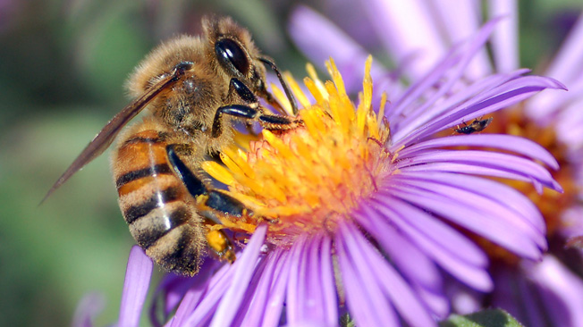 Bee on
flower