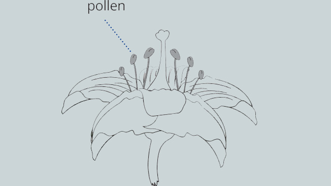 Flower with pollen