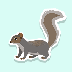 greysquirrel