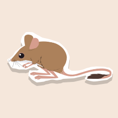 spinifexmouse