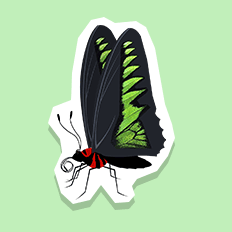 birdwingbutterfly