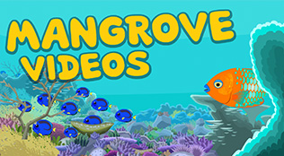 Mangrove Videos